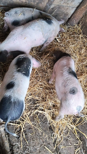 Soldani de vânzare  - imagine 3