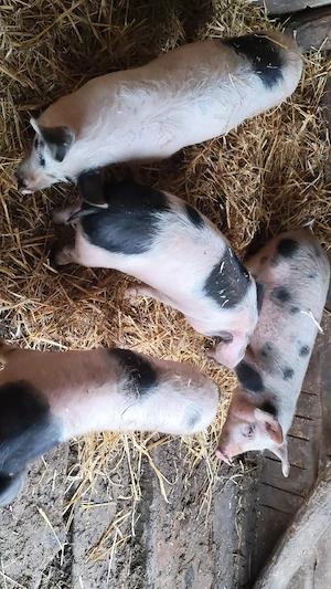 Soldani de vânzare  - imagine 2