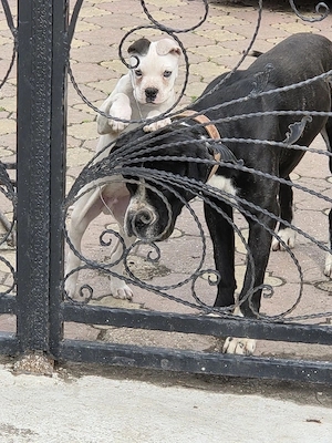 Cățel Dog Argentinian 3 luni - imagine 3