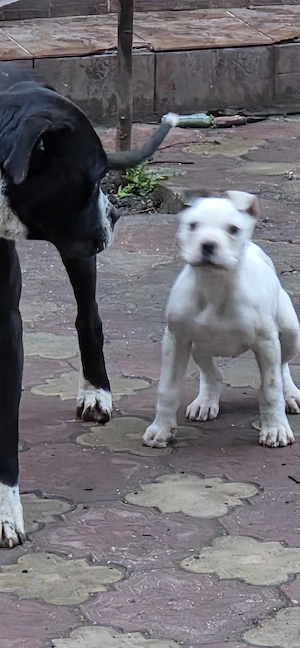 Cățel Dog Argentinian 3 luni - imagine 2