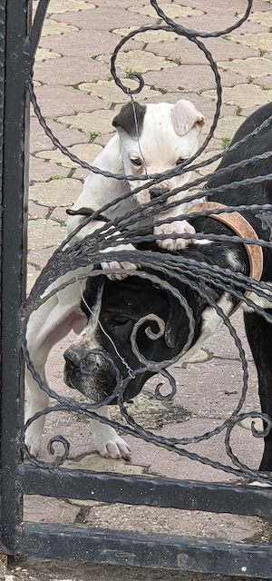 Cățel Dog Argentinian 3 luni - imagine 4