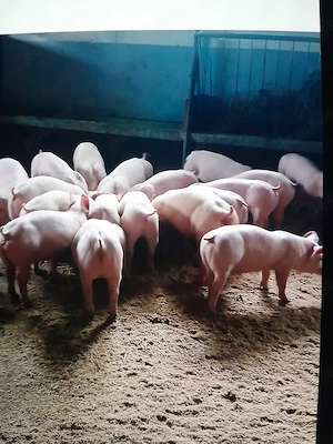 purcei si poarci mari rasa de carne!