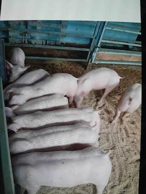 purcei si poarci mari rasa de carne! - imagine 2