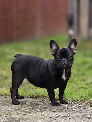 Bulldog francez - buldog francez - imagine 2