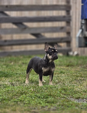 bulldog francez - buldog francez  - imagine 3