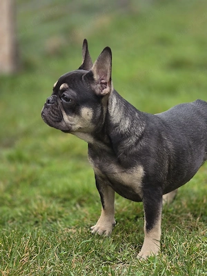 Bulldog francez - buldog francez - imagine 4