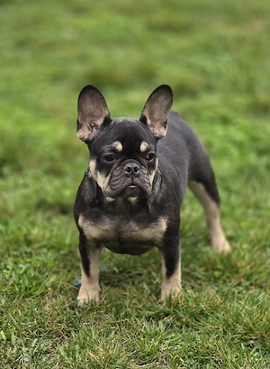 Bulldog francez - buldog francez - imagine 5