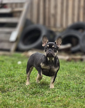 bulldog francez - buldog francez  - imagine 5