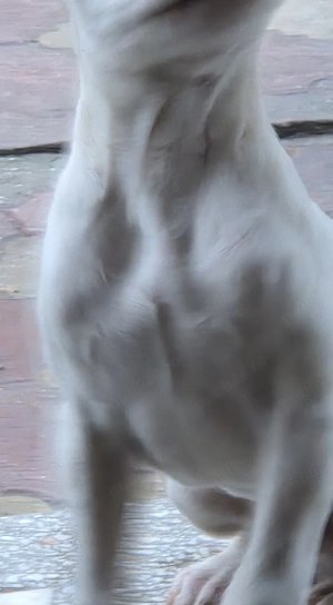 Cățel Dog Argentinian 3 luni - imagine 5