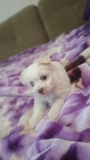 cățel Bichon maltez mini toy  - imagine 4