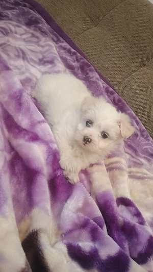 cățel Bichon maltez mini toy  - imagine 5