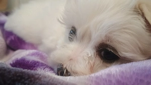 catel Bichon maltez mini toy 