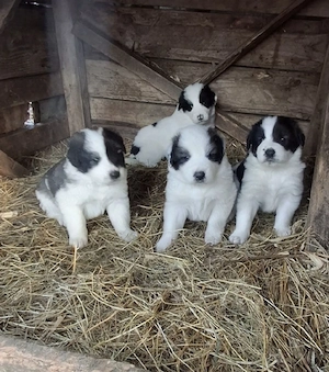 cateii Ciobanesc romanesc de Bucovina 