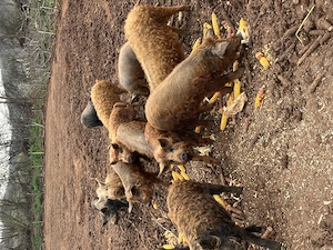 Vand porci mangalita la 50-70kg!