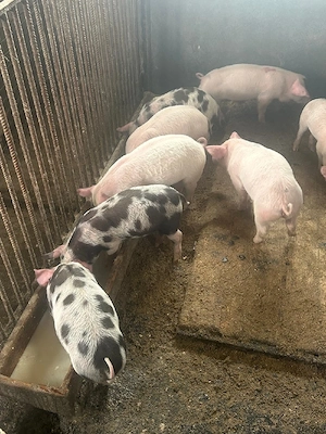 Purcei de vânzare - imagine 2