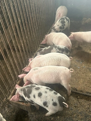 Purcei de vânzare - imagine 3