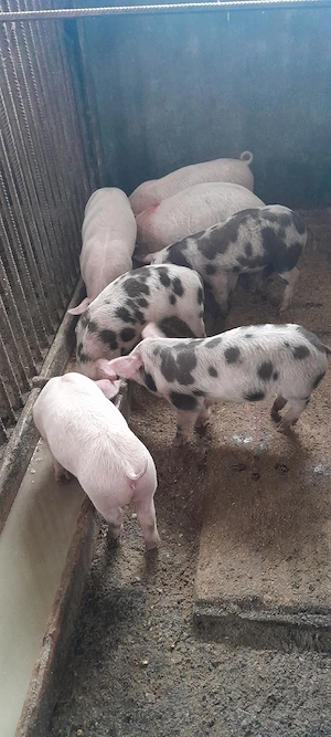 Purcei de vânzare - imagine 5