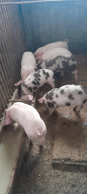 Purcei de vânzare - imagine 4