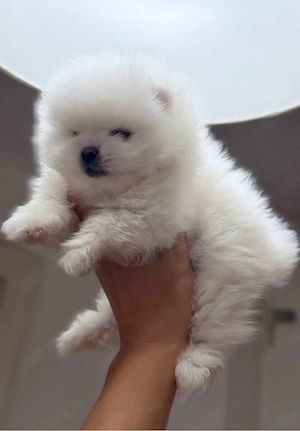  Disponibil Pomeranian Boo, exemplar superb !