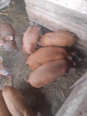 Vand purcei duroc mancaciosi