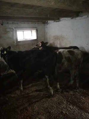 Taurasi de vanzare vand - imagine 3