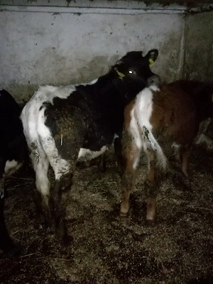 Taurasi de vanzare vand - imagine 2