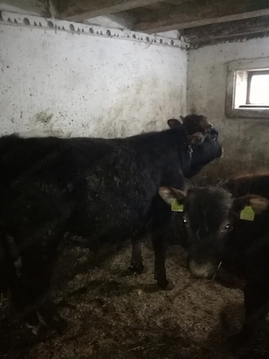 Taurasi de vanzare vand - imagine 5