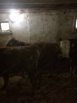 Taurasi de vanzare vand - imagine 4