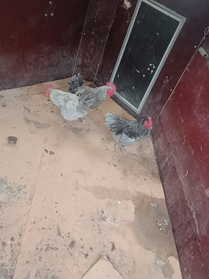 Cocosi italieni argintii - imagine 3