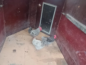 Cocosi italieni argintii - imagine 2