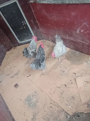 Cocosi italieni argintii