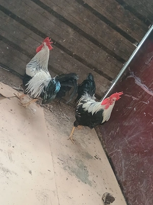 Cocosi de casa - imagine 2