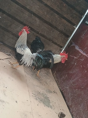 Cocosi de casa - imagine 3