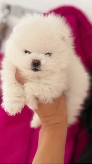 pomeranian boo ,superb disponibil  pentru  rezervare.