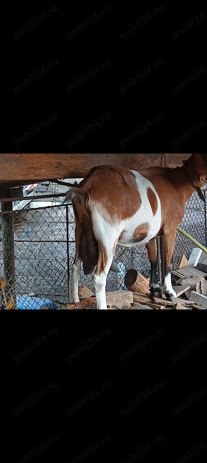 Iedute din capre bune de lapte 