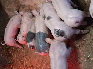 Purcei de vanzare dupa pasti - imagine 3