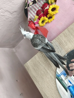 Vând două nimfe sanatoase