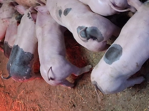 Purcei de vanzare dupa pasti - imagine 4