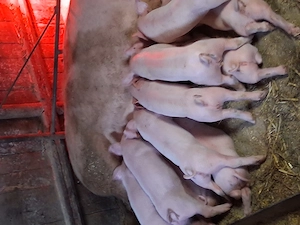 Purcei de vanzare dupa pasti