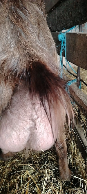 Iedute din capre bune de lapte  - imagine 4