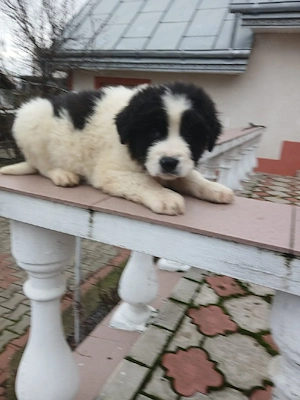 Pui Ciobanesc Romanesc de Bucovina - imagine 2