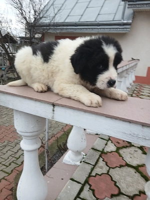 Pui Ciobanesc Romanesc de Bucovina - imagine 3