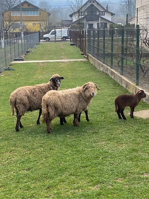 Vand doua oi si un miel 