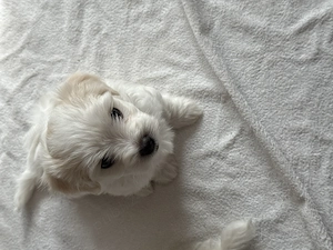 Vind  Bichon maltez pui