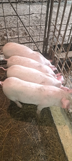 Purcei marele alb cu landrace de 9 săptămâni - imagine 5