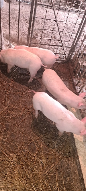 Purcei marele alb cu landrace de 9 săptămâni - imagine 2