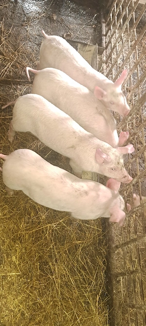 Purcei marele alb cu landrace de 9 săptămâni - imagine 4