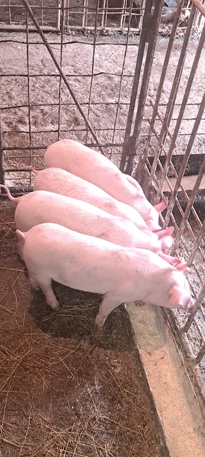 Purcei marele alb cu landrace de 9 săptămâni - imagine 3