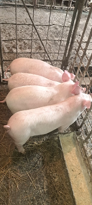 Purcei marele alb cu landrace de 9 săptămâni