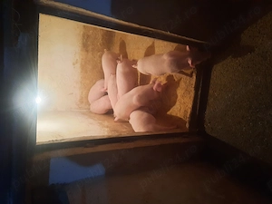 Vand purcei marele alb  - imagine 3